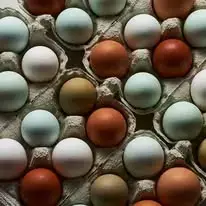 la ferme des alouettes7